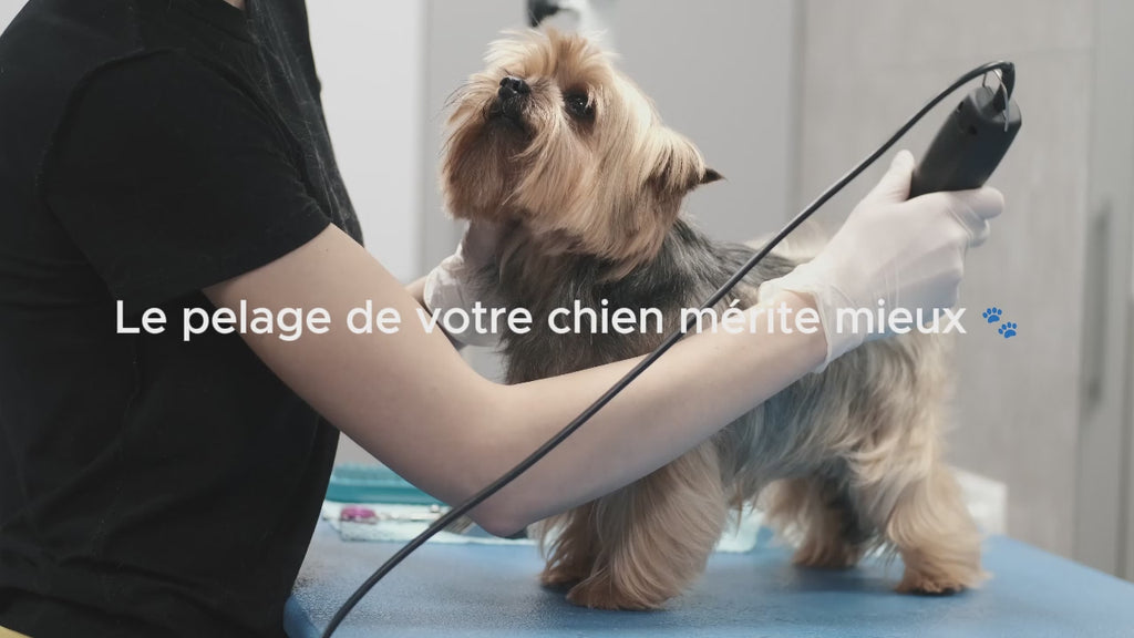 Brosse de Toilettage pour Chien — Poil Doux & Brillant