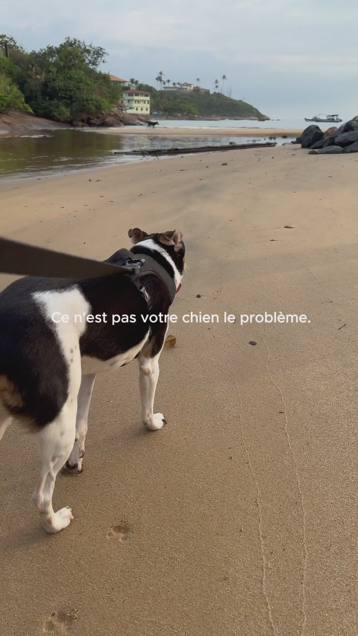 Harnais Anti-Traction PawZen — Reprenez le Contrôle de Vos Balades