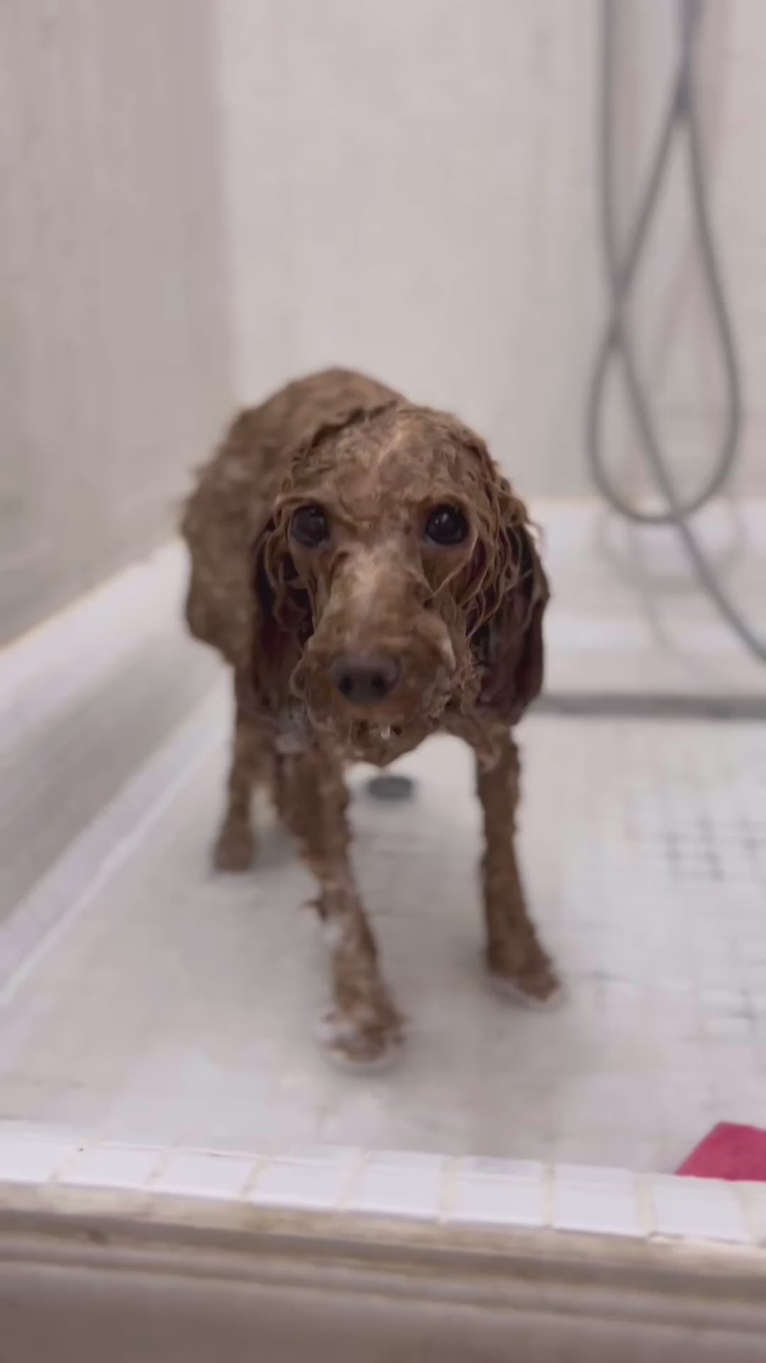 Brosse de Toilettage pour Chien — Poil Doux & Brillant
