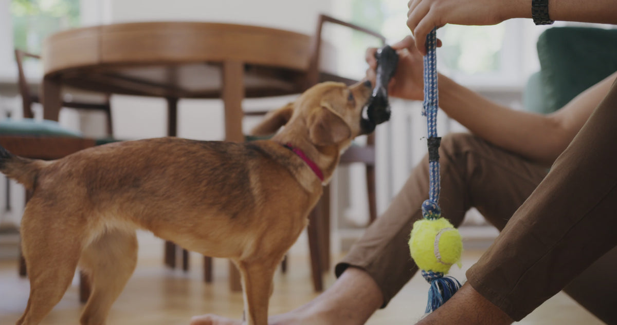 Jouet à Mâcher pour Chien — Résistant & Amusant