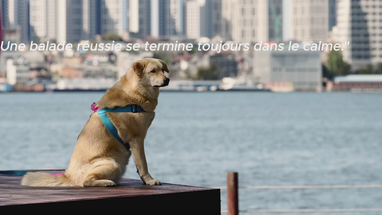 Harnais Anti-Traction PawZen — Reprenez le Contrôle de Vos Balades